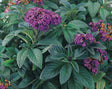 Heliotropium arborescens 'Atlantis'