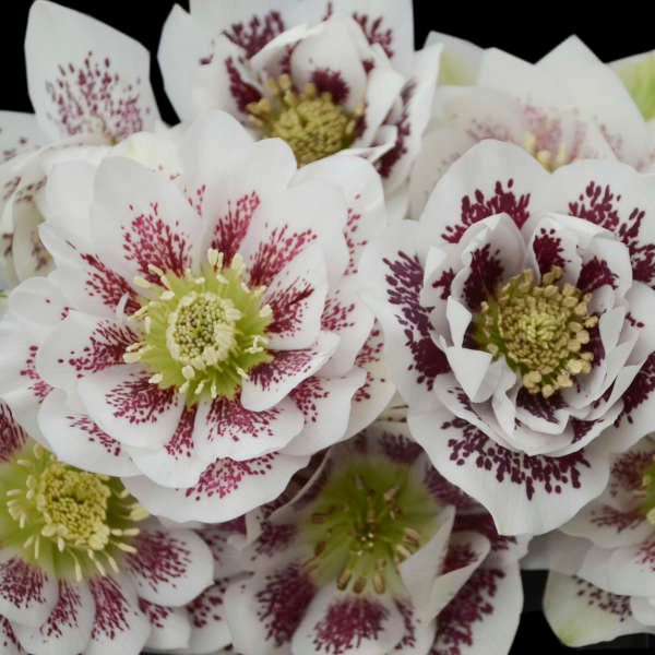 Helleborus WEDDING PARTY® 'Confetti Cake'