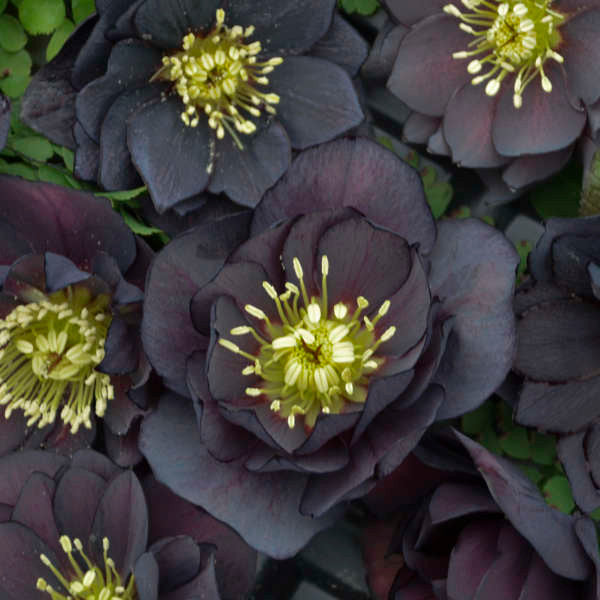 Helleborus WEDDING PARTY® 'Dark and Handsome'