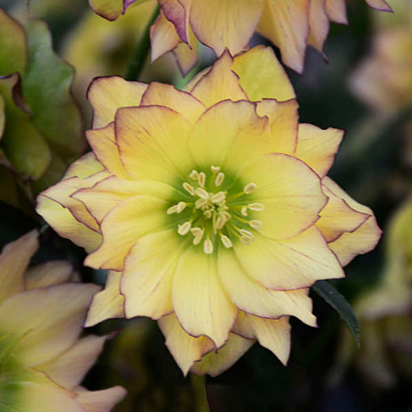 Helleborus 'First Dance'