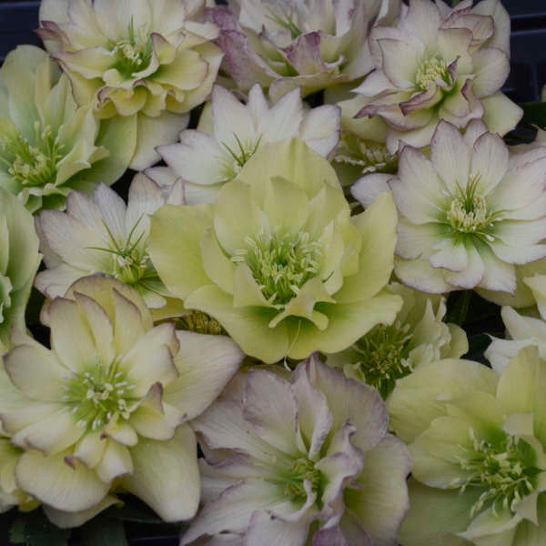 Helleborus WEDDING PARTY® 'First Dance' Romence Gardens & Greenhouses