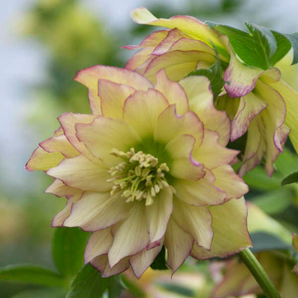 Helleborus 'First Dance'