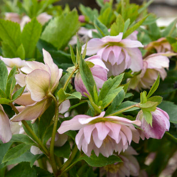 Helleborus WEDDING PARTY® 'Flower Girl'