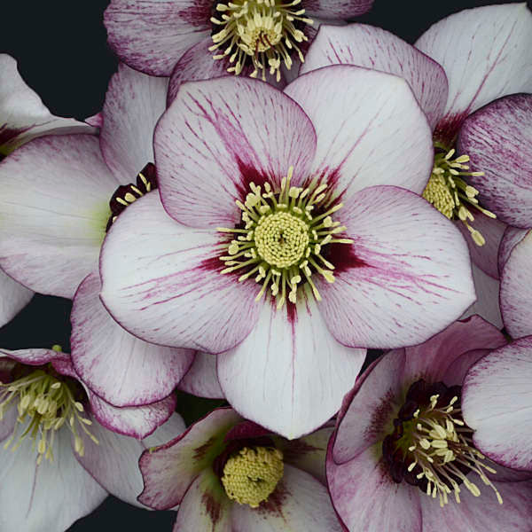 Helleborus HONEYMOON™ Series 'French Kiss'