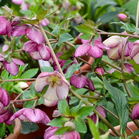 Helleborus HONEYMOON™ Series 'French Kiss'