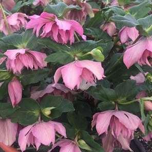 Helleborus WEDDING PARTY® 'Maid of Honor'