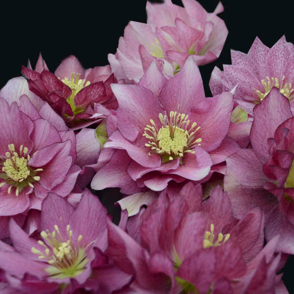 Helleborus WEDDING PARTY® 'Maid of Honor'