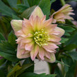 Helleborus WEDDING PARTY® 'Mother of the Bride'