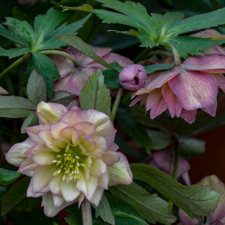 Helleborus WEDDING PARTY® 'Mother of the Bride'