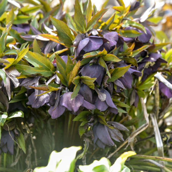 Romence Gardens Helleborus HONEYMOON Series - Thumbnail 4