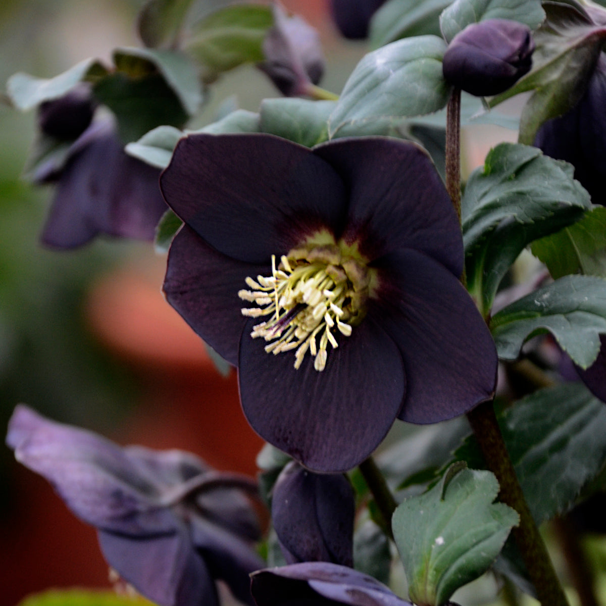 Helleborus HONEYMOON™ Series 'New York Night'