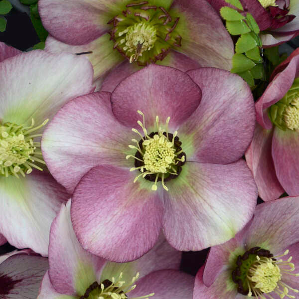 Helleborus HONEYMOON™ Series 'Paris in Pink' blooms