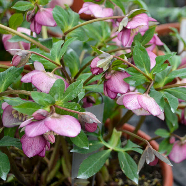 Helleborus HONEYMOON™ Series 'Paris in Pink'