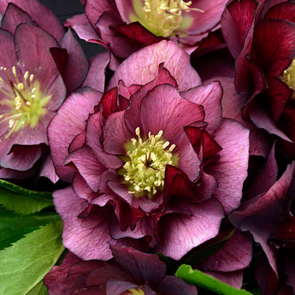 Romence Gardens Helleborus Wedding Party