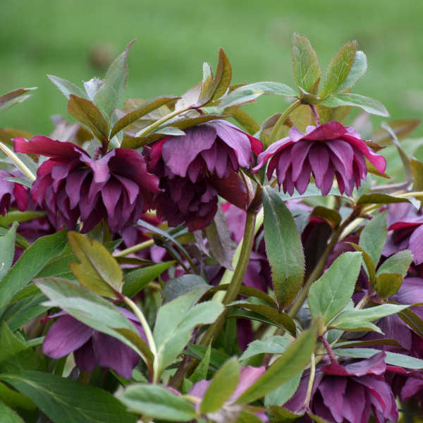 Romence Gardens Helleborus Wedding Party - Thumbnail 2