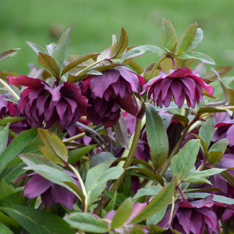 Helleborus WEDDING PARTY® 'True Love'