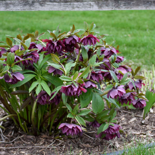 Romence Gardens Helleborus Wedding Party - Thumbnail 3