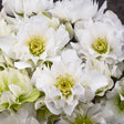 Helleborus WEDDING PARTY® 'Wedding Bells'