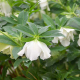 Helleborus WEDDING PARTY® 'Wedding Bells'