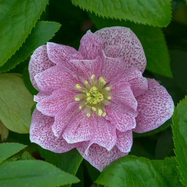 Helleborus WEDDING PARTY® 'Wedding Crasher'