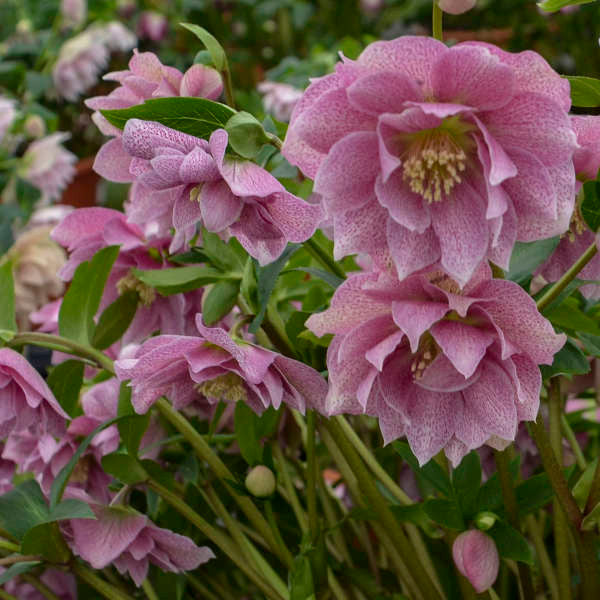 Helleborus WEDDING PARTY® 'Wedding Crasher'