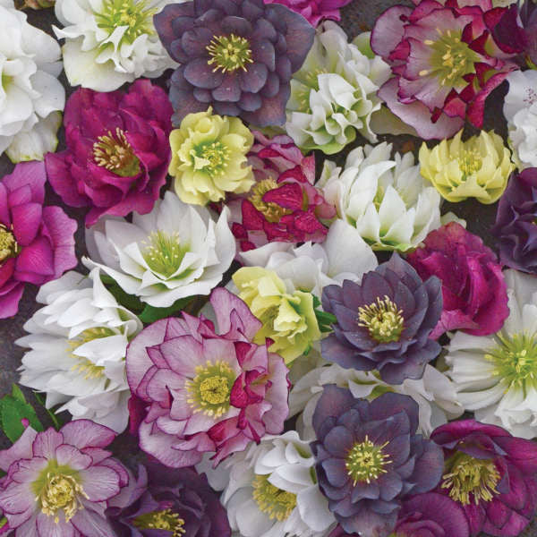 Helleborus WEDDING PARTY® 'Wedding Party Mix'