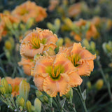 Hemerocallis Rainbow Rhythm 'Orange Smoothie'