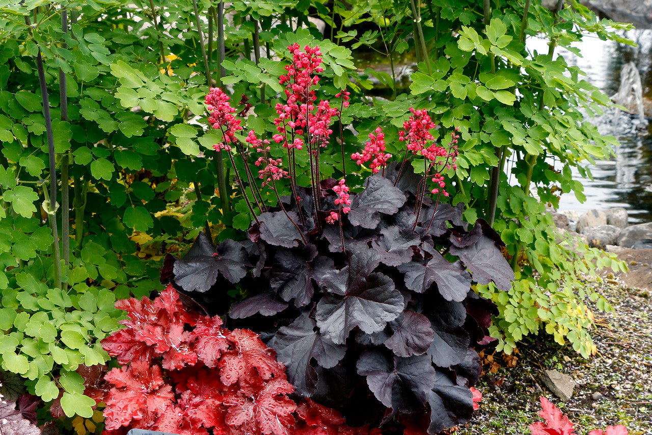 Colorful foliage with red and purple plants in a garden setting