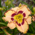 Hemerocallis Rainbow Rhythm® 'King of the Ages'