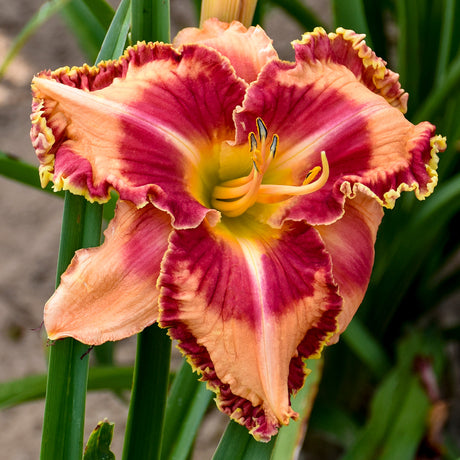 Hemerocallis Rainbow Rhythm® 'Lake of Fire'