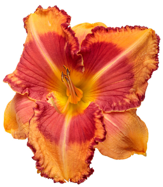 Hemerocallis Rainbow Rhythm® 'Lake of Fire'