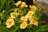 Hemerocallis Rainbow Rhythm 'Orange Smoothie'