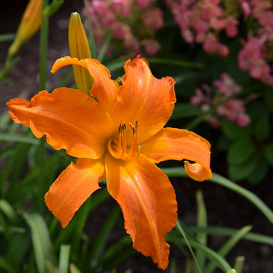 Hemerocallis Rainbow Rhythm® 'Primal Scream'