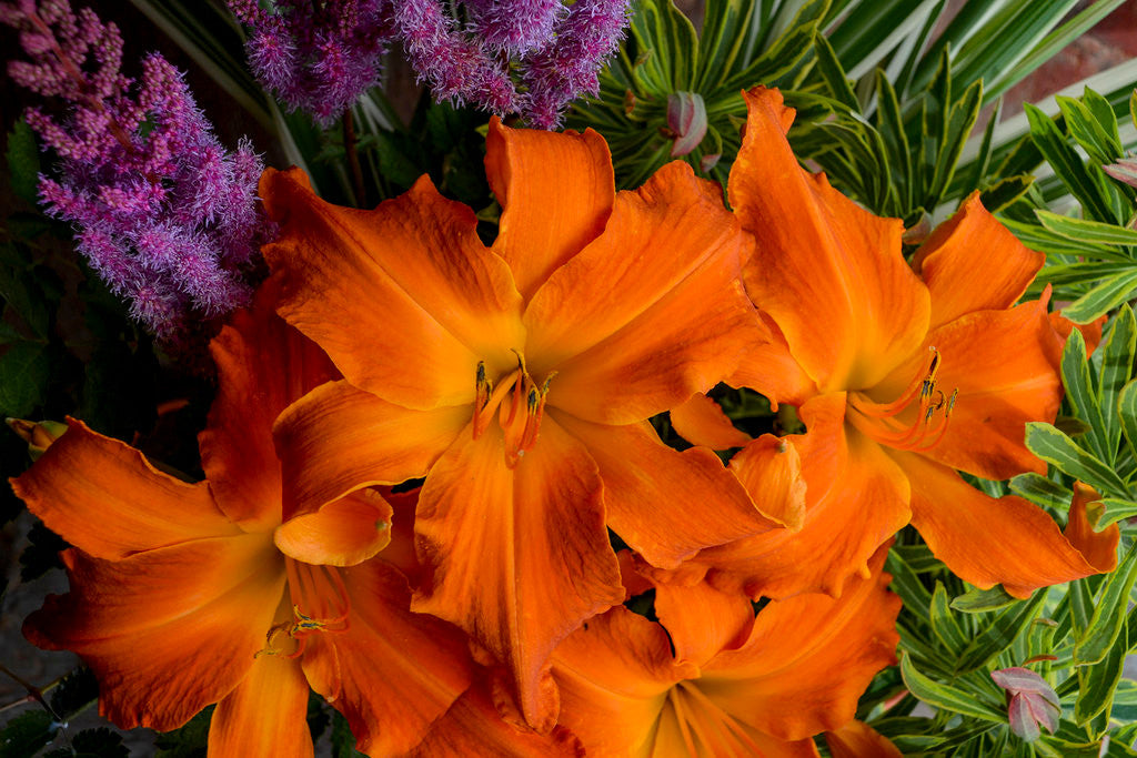 Hemerocallis Rainbow Rhythm® 'Primal Scream'