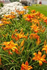 Hemerocallis Rainbow Rhythm® 'Primal Scream'