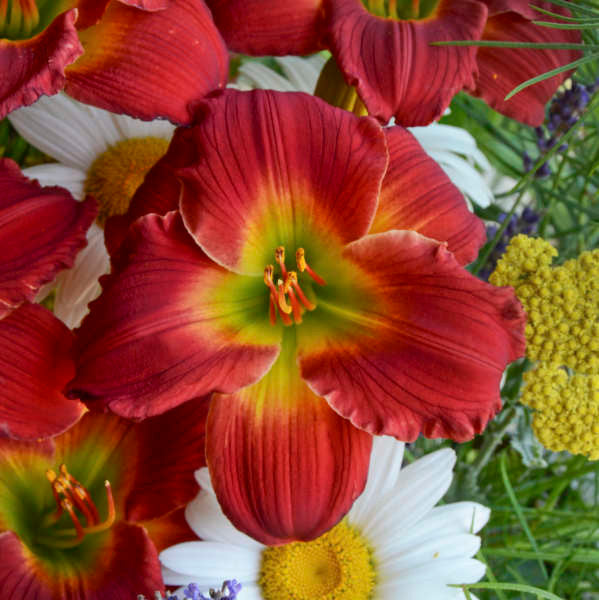 Hemerocallis 'Red Hot Returns'