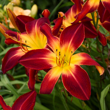 Hemerocallis Rainbow Rhythm® 'Ruby Spider'