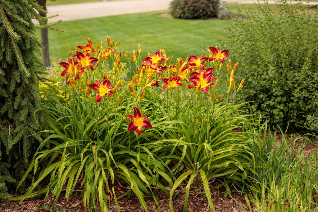 Hemerocallis Rainbow Rhythm® 'Ruby Spider'