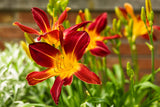 Hemerocallis Rainbow Rhythm® 'Ruby Spider'