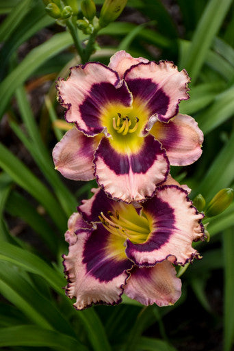 Hemerocallis Rainbow Rhythm® 'Sound of My Heart'