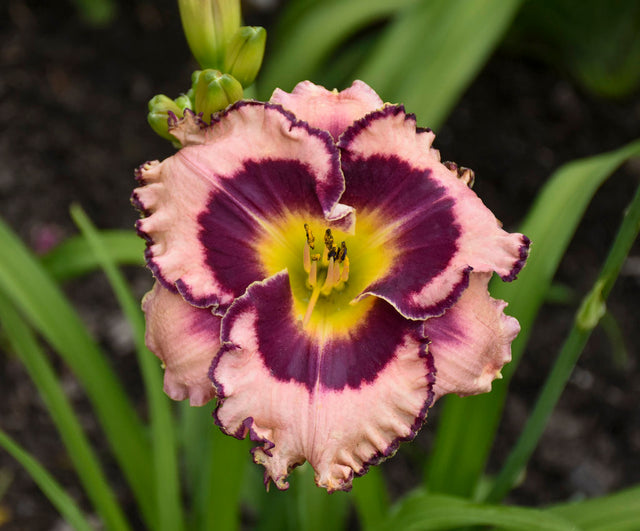 Hemerocallis Rainbow Rhythm® 'Sound of My Heart'