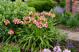 Hemerocallis Rainbow Rhythm® 'Sound of My Heart'