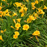 Hemerocallis 'Stella de Oro'