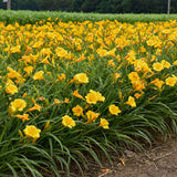 Hemerocallis 'Stella de Oro'