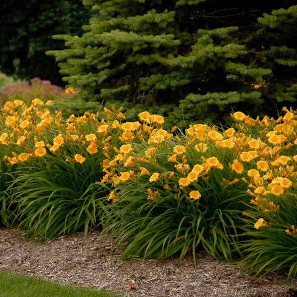 Hemerocallis 'Stella de Oro'