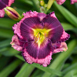 Hemerocallis Rainbow Rhythm® 'Storm Shelter'