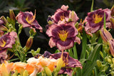 Hemerocallis Rainbow Rhythm® 'Storm Shelter'