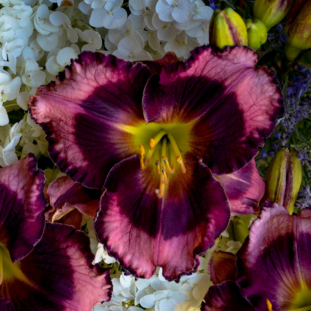 Hemerocallis Rainbow Rhythm® 'Storm Shelter'