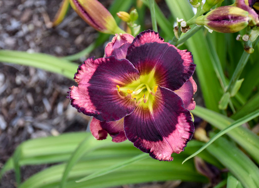 Hemerocallis Rainbow Rhythm® 'Storm Shelter'