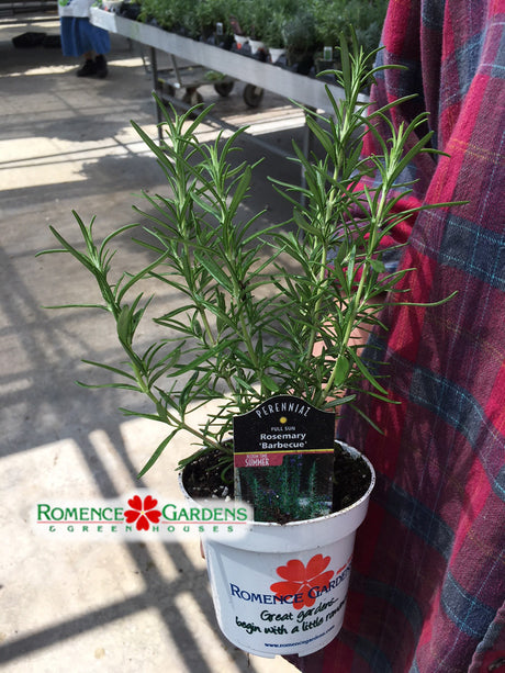 Rosemary 'Barbecue' (Herb)